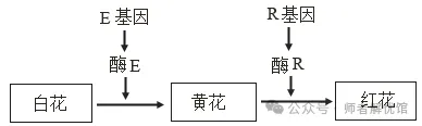 2026届山东济宁、日照市高三第一次模拟考试生物学试题和答案(附word下载) ⊙-第13张图片-四季读书网
