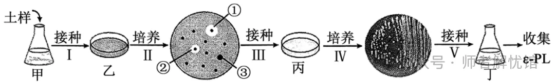 2026届山东济宁、日照市高三第一次模拟考试生物学试题和答案(附word下载) ⊙-第15张图片-四季读书网