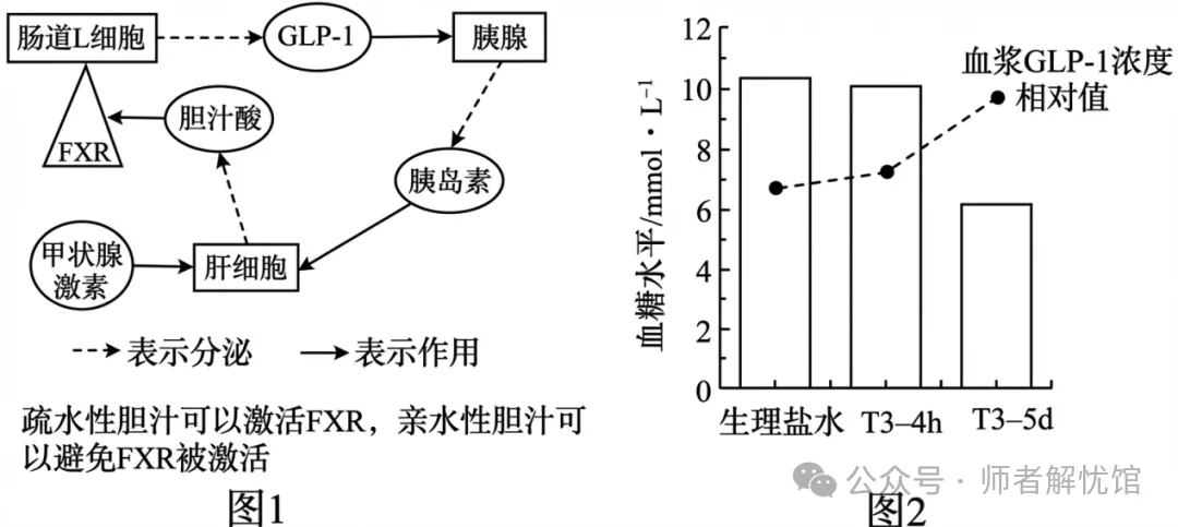 2026届山东济宁、日照市高三第一次模拟考试生物学试题和答案(附word下载) ⊙-第18张图片-四季读书网