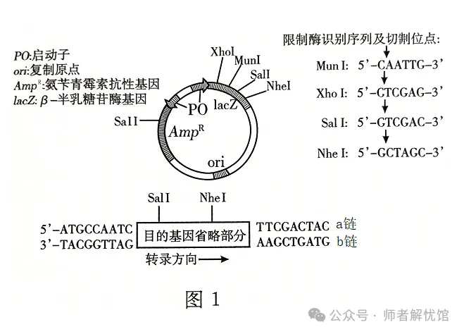 2026届山东济宁、日照市高三第一次模拟考试生物学试题和答案(附word下载) ⊙-第19张图片-四季读书网