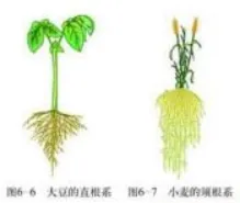 2026年初中生物教师资格证面试真题-第3张图片-四季读书网