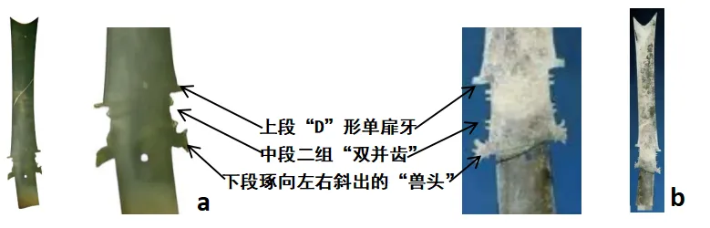 中考模拟:福建省泉州市丰泽区2026年初中毕业班适应性考试历史试题 第3张