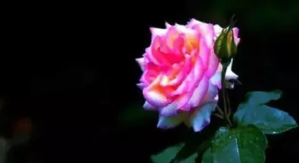强推必看:《为什么我的高考试卷总是白纸啊?》欣欣完整章节(免费) 第11张
