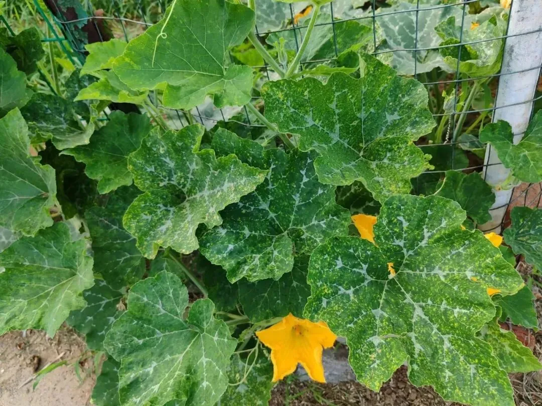 【中考阅读指导】南瓜开花(卜伟)上海浦东2025初三期中联考-第6张图片-四季读书网
