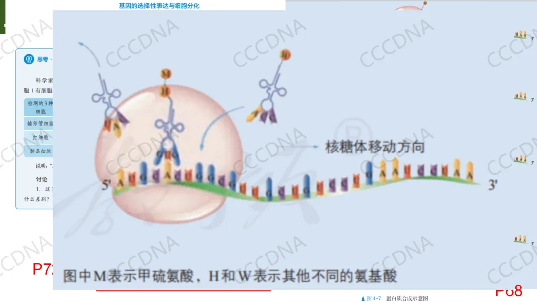 2026届高三生物学二模试卷讲评 第12张