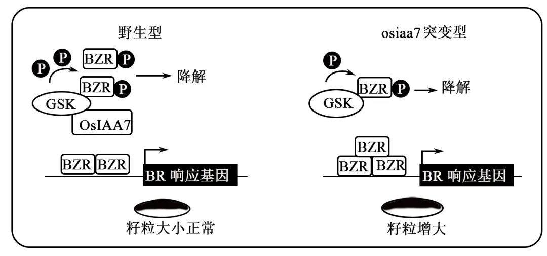 2026届北京市西城区高三一模测试试卷生物 第7张
