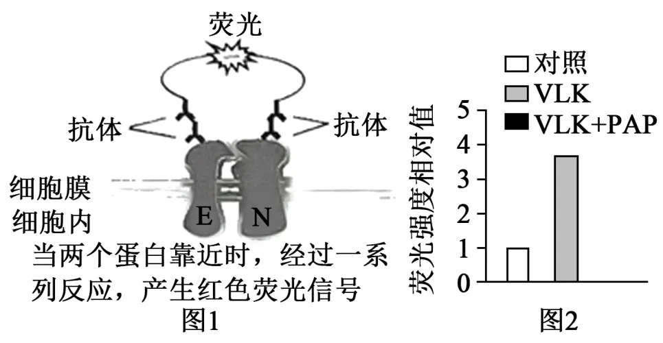 2026届北京市西城区高三一模测试试卷生物 第10张