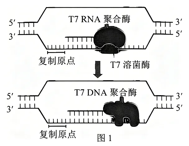 2026届北京市西城区高三一模测试试卷生物 第19张