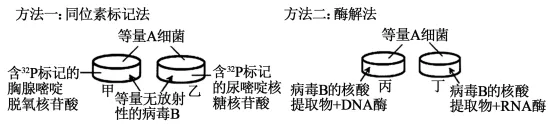 生物试卷+答案|高一下学期4月青桐鸣大联考 第6张