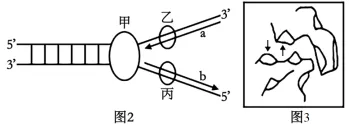 生物试卷+答案|高一下学期4月青桐鸣大联考 第10张