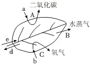 2026初中生物学模拟测试六 第8张