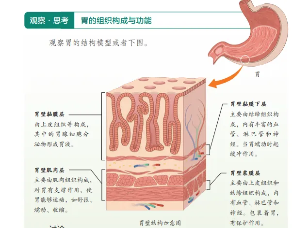 【2026中考生物学】学好这些,生物就没有一点难度了(以新人教版为基础整理)1生物学中的“结构与功能相适应”原则 第13张