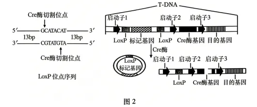 试卷精选║安徽省马鞍山市2026年高三第二次教学质量监测生物学 第11张 试卷精选║安徽省马鞍山市2026年高三第二次教学质量监测生物学 第11张