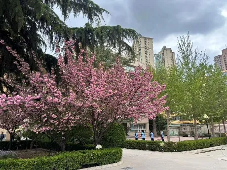 2026年中考招生简章丨兰州市第六中学 第18张 2026年中考招生简章丨兰州市第六中学 第18张