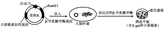 高考真题‖2025高考生物学真题分类汇编专题十七之03 基因工程的基本操作程序及应用和蛋白质工程(1) 第2张