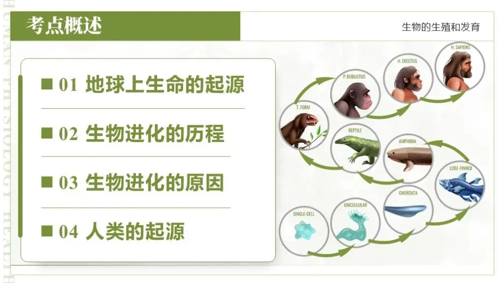 【26全新】生物中考专题复习 | 专题6-3《遗传与进化——生命的起源和进化》,附赠配套专题训练+解析! 第9张 【26全新】生物中考专题复习 | 专题6-3《遗传与进化——生命的起源和进化》,附赠配套专题训练+解析! 第9张