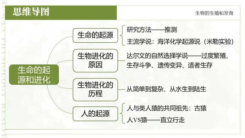 【26全新】生物中考专题复习 | 专题6-3《遗传与进化——生命的起源和进化》,附赠配套专题训练+解析! 第11张 【26全新】生物中考专题复习 | 专题6-3《遗传与进化——生命的起源和进化》,附赠配套专题训练+解析! 第11张