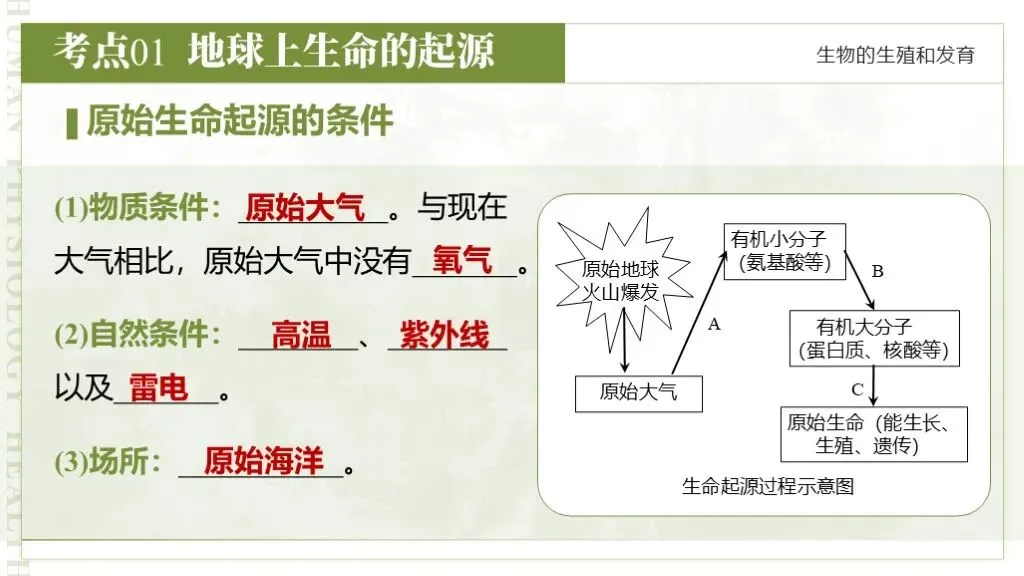 【26全新】生物中考专题复习 | 专题6-3《遗传与进化——生命的起源和进化》,附赠配套专题训练+解析! 第14张 【26全新】生物中考专题复习 | 专题6-3《遗传与进化——生命的起源和进化》,附赠配套专题训练+解析! 第14张