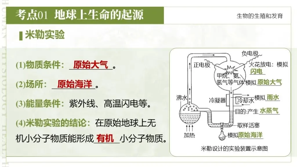 【26全新】生物中考专题复习 | 专题6-3《遗传与进化——生命的起源和进化》,附赠配套专题训练+解析! 第15张 【26全新】生物中考专题复习 | 专题6-3《遗传与进化——生命的起源和进化》,附赠配套专题训练+解析! 第15张