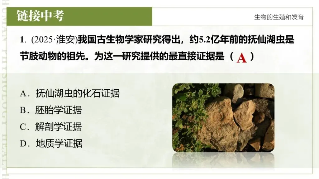 【26全新】生物中考专题复习 | 专题6-3《遗传与进化——生命的起源和进化》,附赠配套专题训练+解析! 第16张 【26全新】生物中考专题复习 | 专题6-3《遗传与进化——生命的起源和进化》,附赠配套专题训练+解析! 第16张