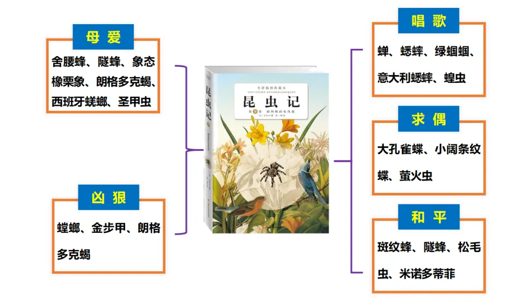 新课标中考必读名著《昆虫记》复习:名著概览+考法+精炼 第9张 新课标中考必读名著《昆虫记》复习:名著概览+考法+精炼 第9张