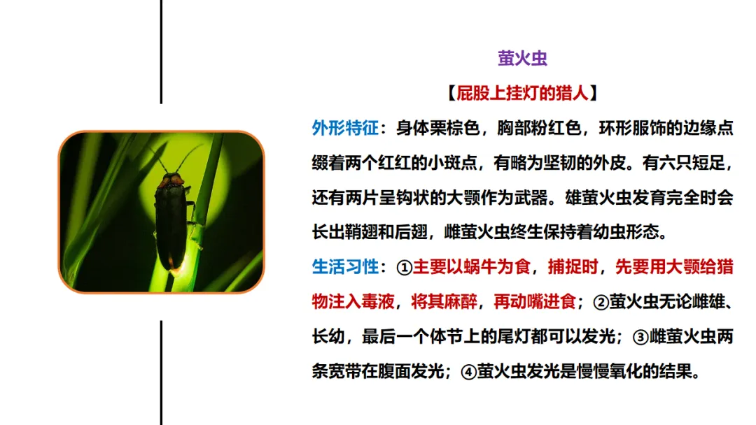 新课标中考必读名著《昆虫记》复习:名著概览+考法+精炼 第12张 新课标中考必读名著《昆虫记》复习:名著概览+考法+精炼 第12张