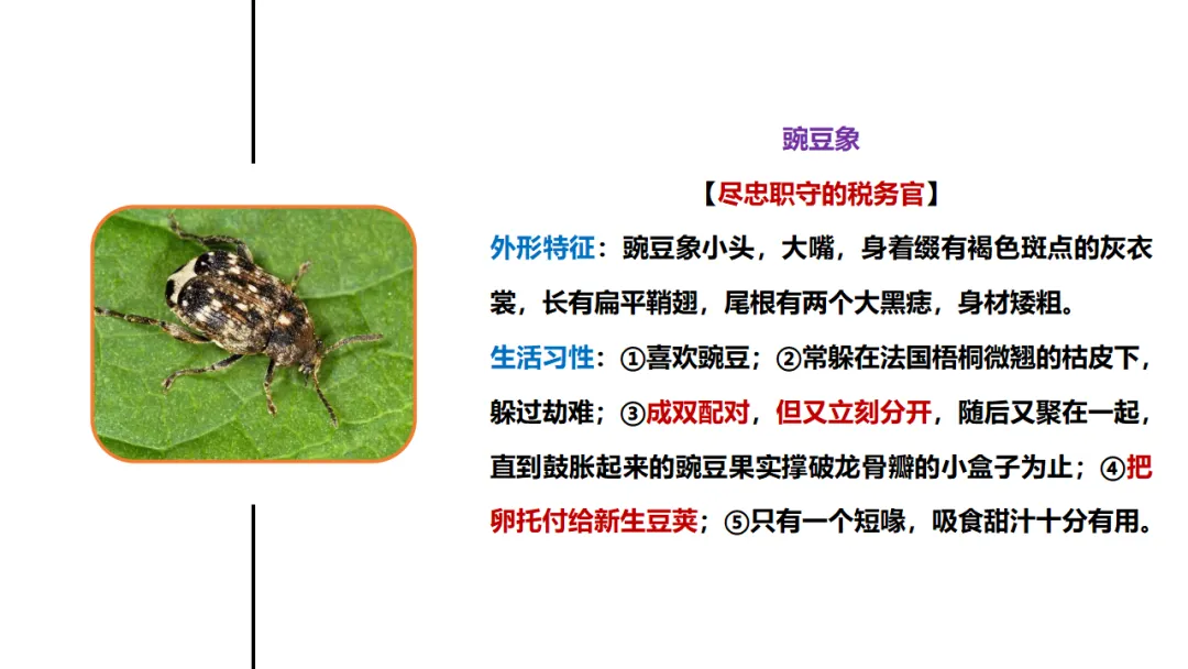新课标中考必读名著《昆虫记》复习:名著概览+考法+精炼 第16张 新课标中考必读名著《昆虫记》复习:名著概览+考法+精炼 第16张