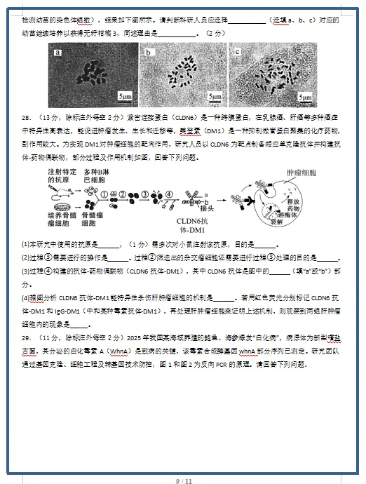 2026春人教版生物:高二生物下学期期中考试模拟试卷(共2套),提前打印出来做一做,拿高分! 第11张 2026春人教版生物:高二生物下学期期中考试模拟试卷(共2套),提前打印出来做一做,拿高分! 第11张