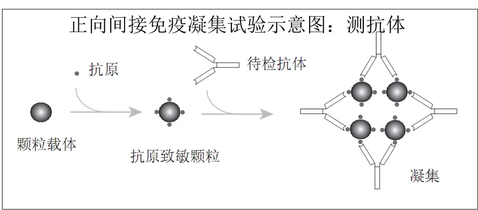 历年真题反复考!凝集反应这几个坑,检验技师考生90%都踩过 第2张 历年真题反复考!凝集反应这几个坑,检验技师考生90%都踩过 第2张