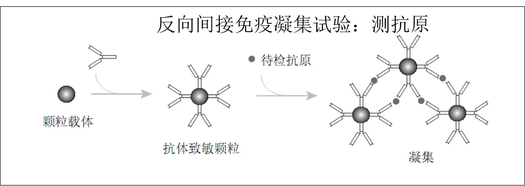 历年真题反复考!凝集反应这几个坑,检验技师考生90%都踩过 第3张 历年真题反复考!凝集反应这几个坑,检验技师考生90%都踩过 第3张