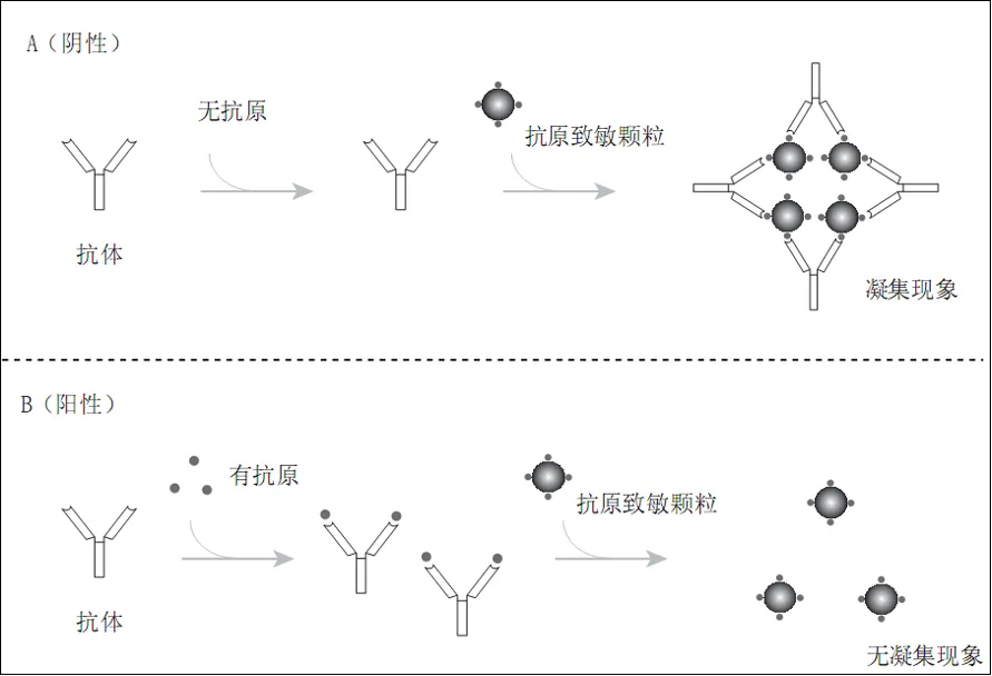 历年真题反复考!凝集反应这几个坑,检验技师考生90%都踩过 第4张 历年真题反复考!凝集反应这几个坑,检验技师考生90%都踩过 第4张