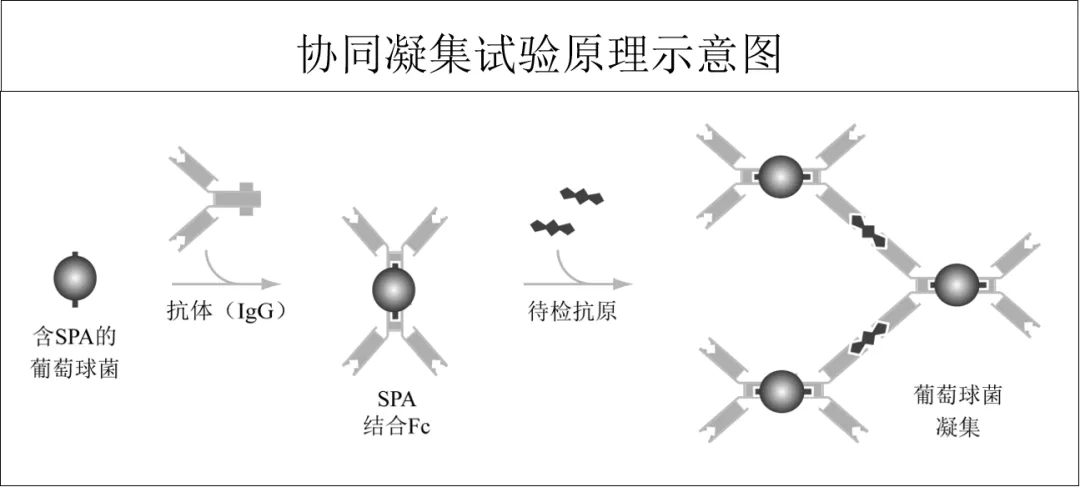 历年真题反复考!凝集反应这几个坑,检验技师考生90%都踩过 第5张 历年真题反复考!凝集反应这几个坑,检验技师考生90%都踩过 第5张