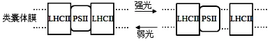 试卷精选║河北省石家庄实验中学2026届高三年级第二次调研考试生物 第3张