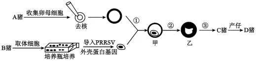 试卷精选║河北省石家庄实验中学2026届高三年级第二次调研考试生物 第5张