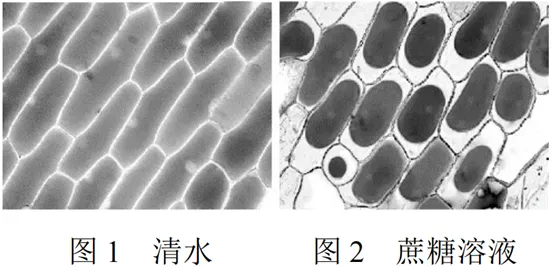 2025年北京高考生物试卷、答案和官方解析 第5张 2025年北京高考生物试卷、答案和官方解析 第5张