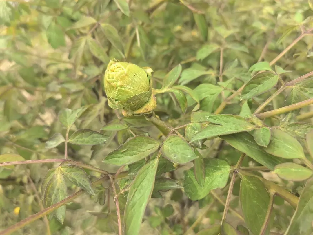 中考作文 人生加减法,择友赴芳华 第7张