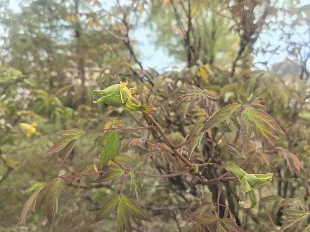 中考作文 人生加减法,择友赴芳华 第8张