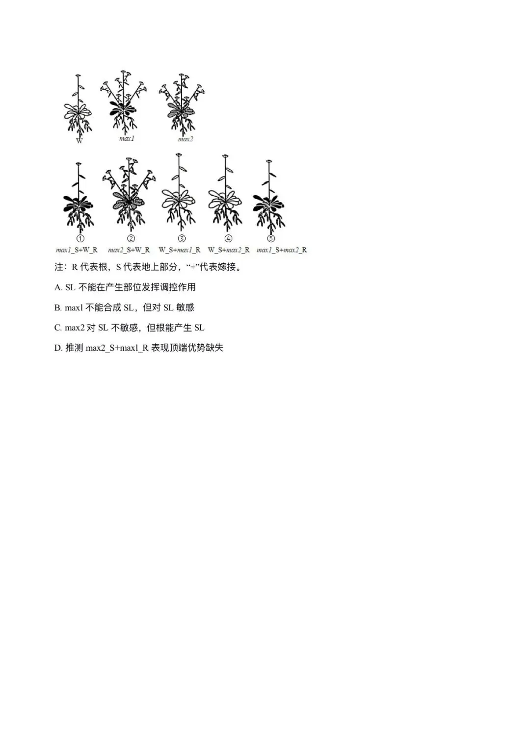 湖南省近6年高考生物真题汇编-选修1稳态与调节(含题目和解析)-第15张图片-四季读书网