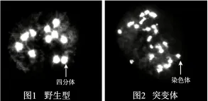 26真题‖北京市2026年普通高中学业水平等级性考试生物【卷后附网络版参考答案】-第2张图片-四季读书网