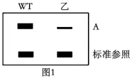 26真题‖北京市2026年普通高中学业水平等级性考试生物【卷后附网络版参考答案】-第10张图片-四季读书网