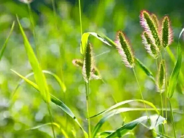 河北中考作文的底层内核:藏在考题里的立德树人育人逻辑-第3张图片-四季读书网