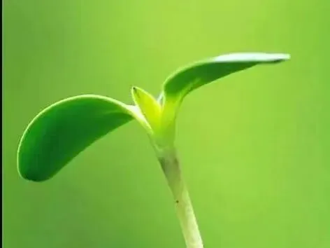 河北中考作文的底层内核:藏在考题里的立德树人育人逻辑-第4张图片-四季读书网