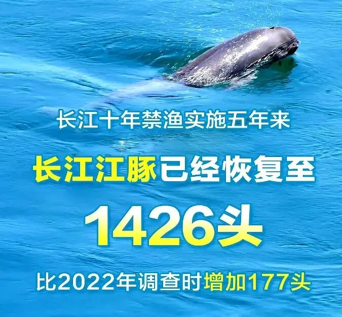 长江十年禁渔,“期中考”成绩单出炉:30载寻踪,鳤鱼产卵场重现生机-第3张图片-四季读书网