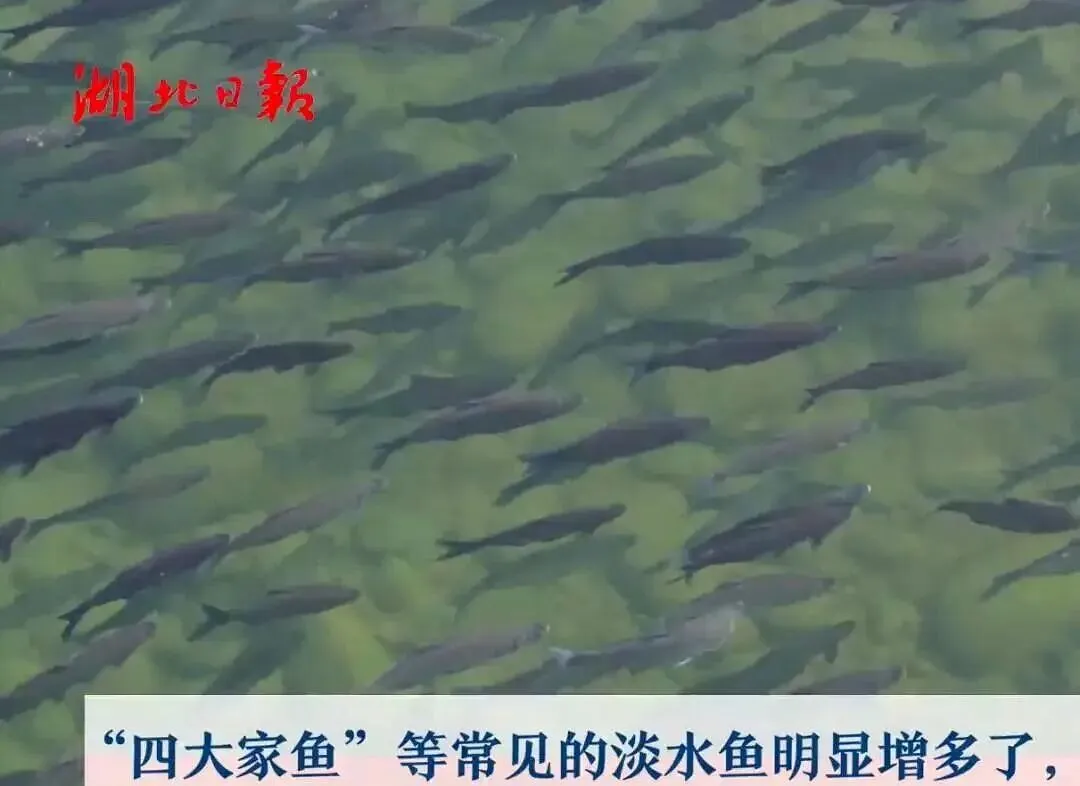 长江十年禁渔,“期中考”成绩单出炉:30载寻踪,鳤鱼产卵场重现生机-第4张图片-四季读书网