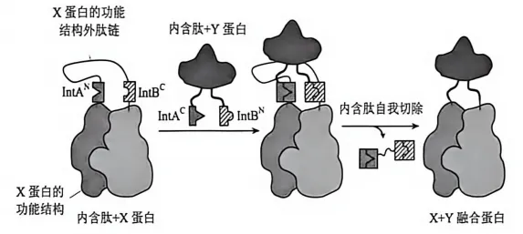 2026高考真题分类汇编(第1版)——基因工程专题-第1张图片-四季读书网