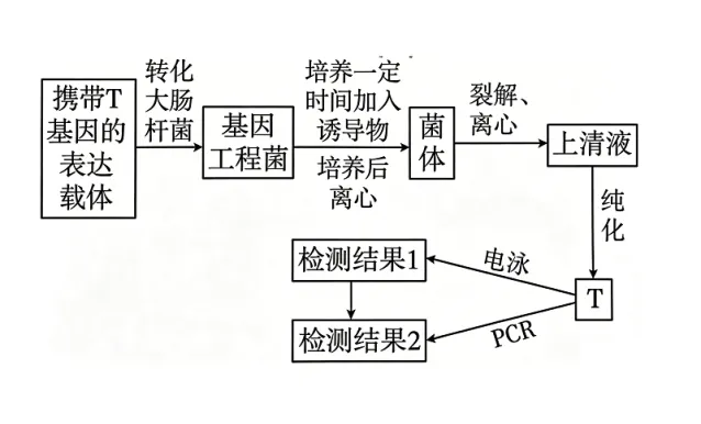 2026高考真题分类汇编(第1版)——基因工程专题-第3张图片-四季读书网