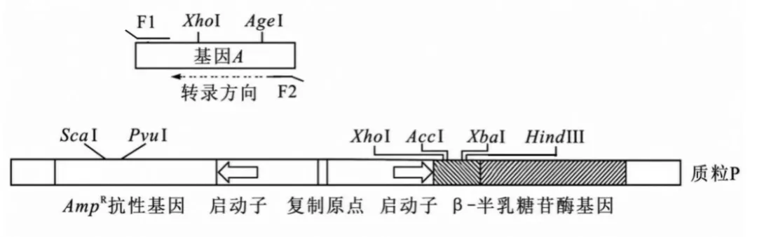 2026高考真题分类汇编(第1版)——基因工程专题-第4张图片-四季读书网