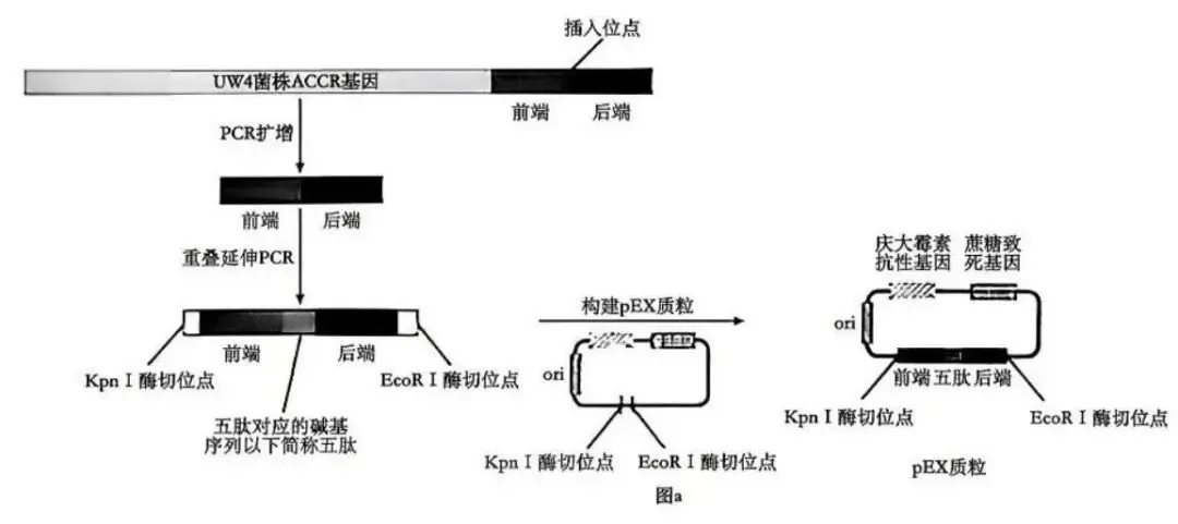 2026高考真题分类汇编(第1版)——基因工程专题-第5张图片-四季读书网