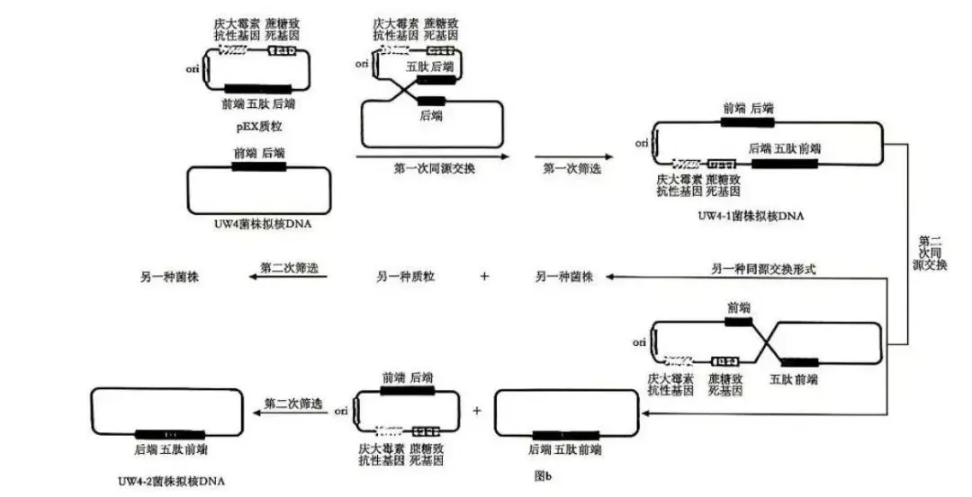 2026高考真题分类汇编(第1版)——基因工程专题-第6张图片-四季读书网