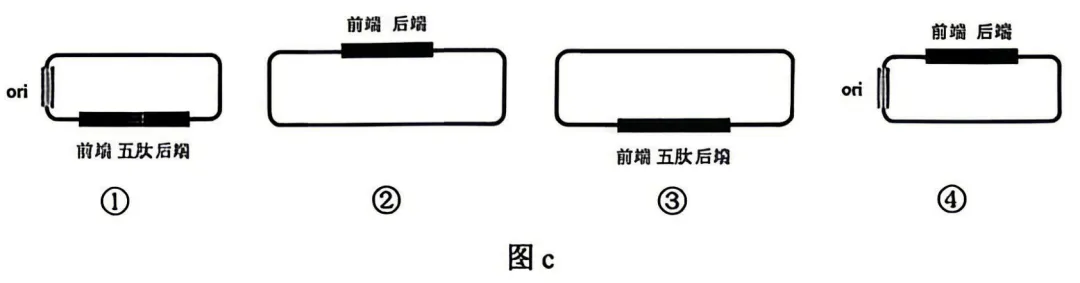 2026高考真题分类汇编(第1版)——基因工程专题-第7张图片-四季读书网